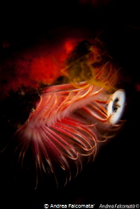 Serpula by Andrea Falcomata' 